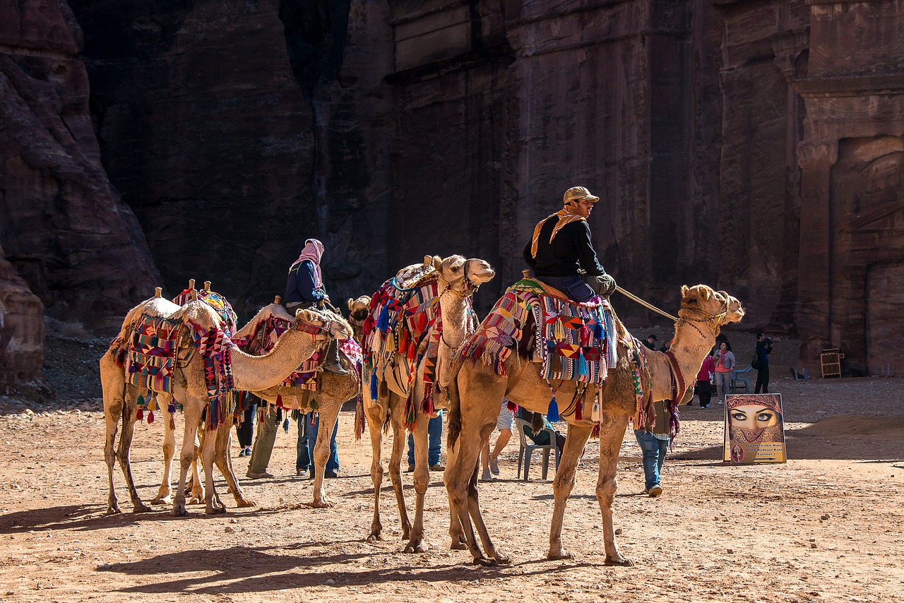 jordan, petra, camel