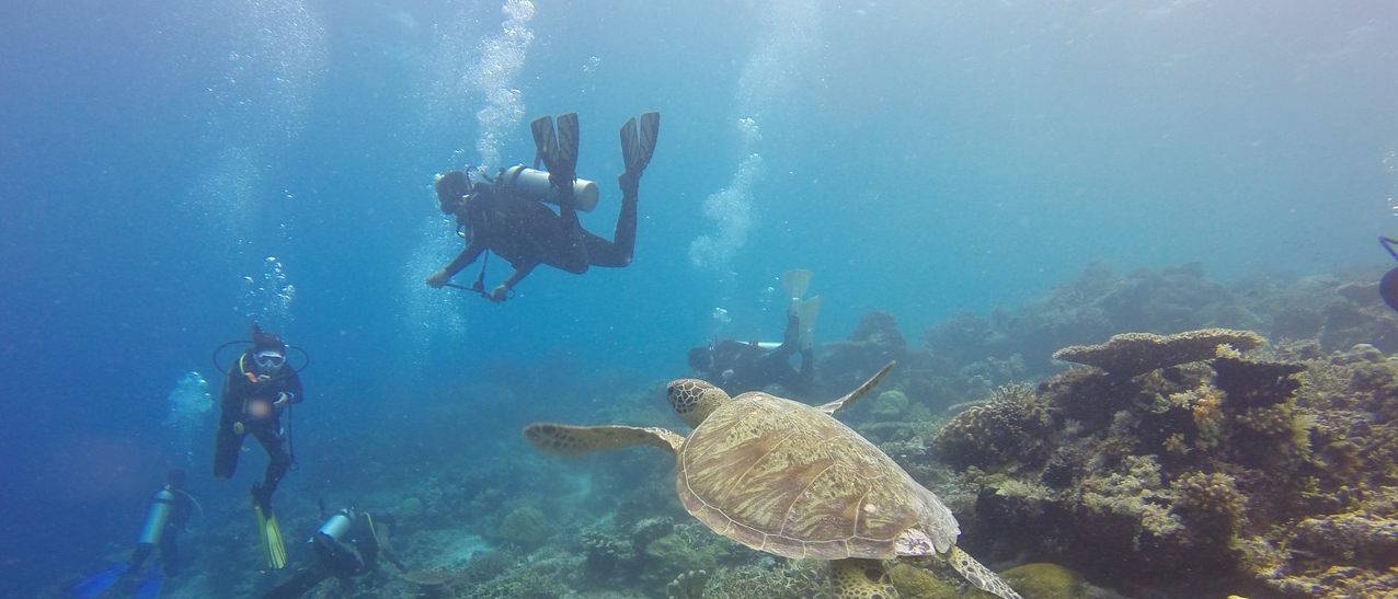 scuba diving, scuba, diving