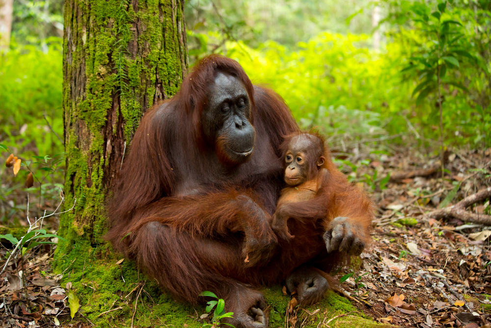 Orangutans