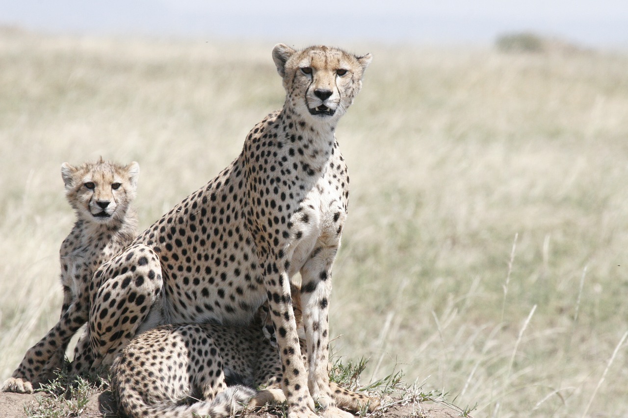 cheetah, cheetah mother, cheetah cub