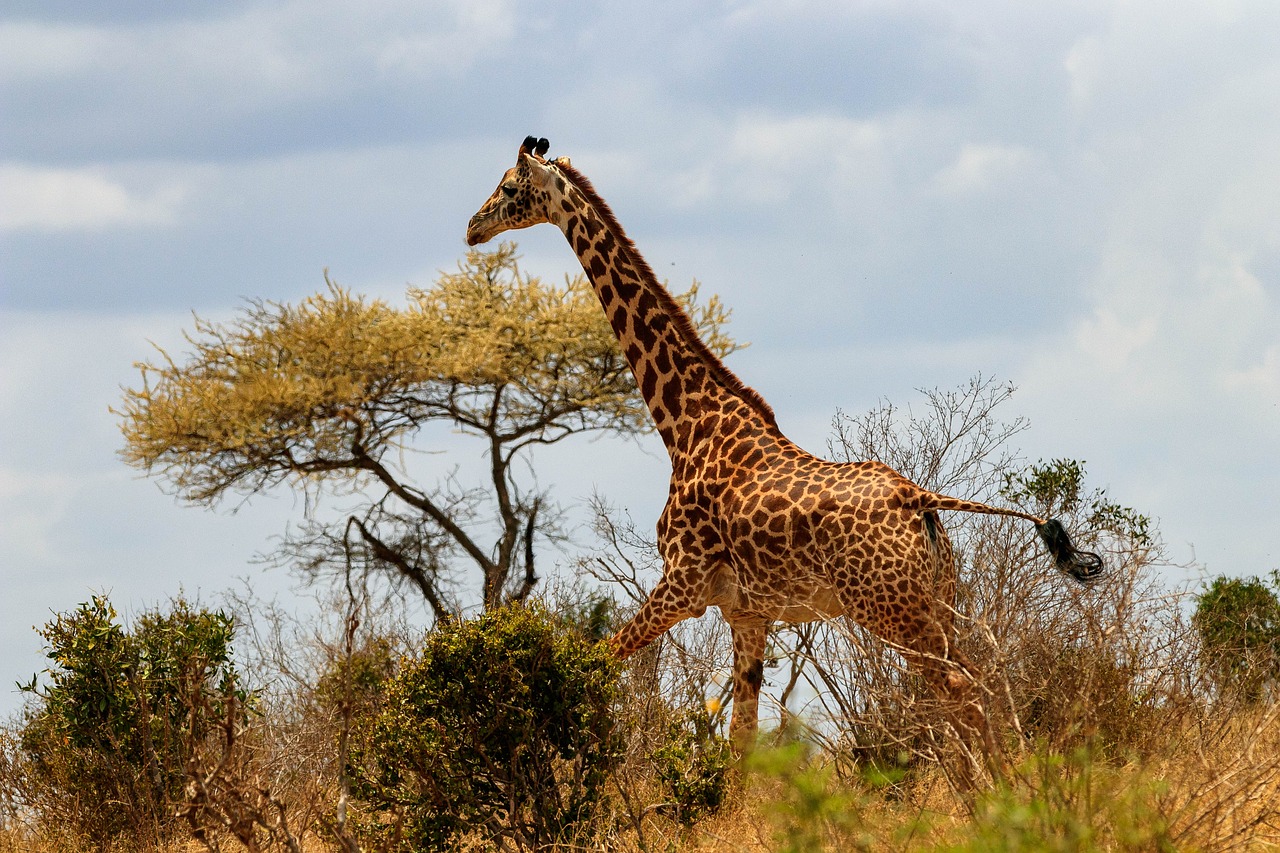 giraffe, africa, kenya